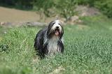 BEARDED COLLIE 261